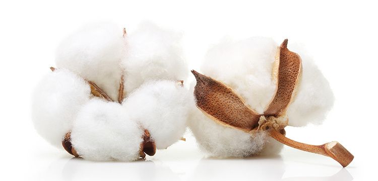 COTTON LABO 5 Layers 100% Natural Cotton Cotton Puff 80pcs