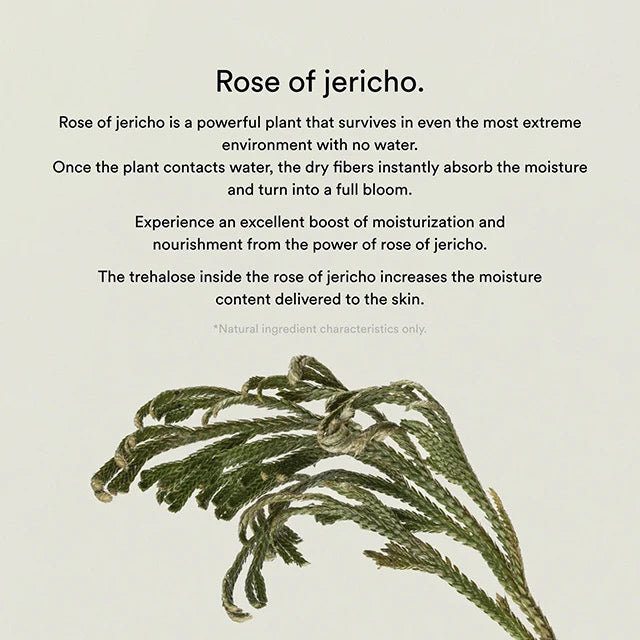 ABIB Collagen Gel Mask Jericho Rose Jelly 10pcs