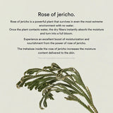 ABIB Collagen Gel Mask Jericho Rose Jelly 10pcs